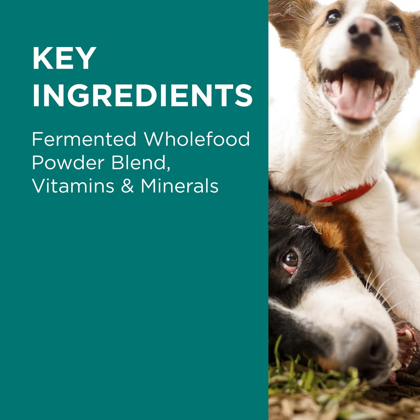 PAW DigestiCare Powder